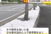【ビッグモーター】「数百メートルに渡り街路樹を抜いてると、コツをつかんでくる」元従業員が証言