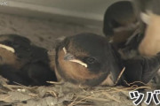 【画像】46年間増築を続けているツバメの巣がこちらｗｗｗｗｗｗｗｗｗｗｗｗｗ
