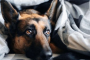 お前ら飼ってた犬が死んだときどうやってメンタル保った？