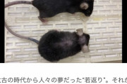 【速報】老人(80)に若者(30)の血液を注入すると若返ることが判明　髪の毛もフサフサに