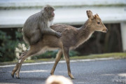 【動物】屋久島の猿、シカとの交尾を試みていると判明