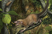 最古の霊長類の化石が見つかる、6600万年前の大量絶滅から10万年後　「霊長類は恐竜と同時代を生きていた」説を後押し