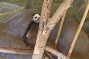 中国「ねえ待って！アメリカから帰ってくるパンダの様子がおかしいんだけど！」