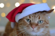 【悲報】うちの猫にせっかく猫用のクリスマスケーキ買ってやったのに食わない…