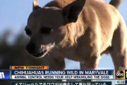 【画像】アメリカの地で野生に帰ったチワワ、凶暴になる