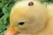 【朗報】てんとう虫、ひよこに取り憑く