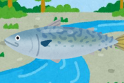 【魚】川にサバ？　徳島の渓流で「サバに似た模様」の魚を相次ぎ発見　いったいこれは？