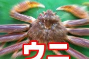 居酒屋ではまぐりを頼んだら違うやつが出てきた件、はまぐりだけではなくタラバガニも似たような事がある模様… 無知って怖い