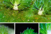 海外「なにこれ可愛い！おとぎの国の生き物みたいだ！」光合成ができるちっさ可愛い生き物（海外の反応）