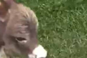 生後２日目のロバの赤ちゃんが初めて外に出た。ヒャッハ～♪ → すでにこの走りっぷりです…