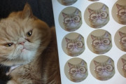 【ねこ画像】写真シール作ってみた【再】