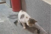 【動画】猫vsハサミムシ