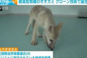 【朗報】中国さん、絶滅危惧種のクローンを産み出してしまう
