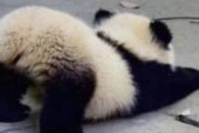 子パンダ可愛すぎワロタｗｗｗｗｗ