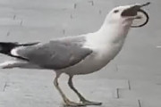 【豪快】イタリア・ローマのカモメ、でかいネズミを丸呑みにする（動画あり）