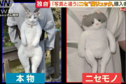 【悲報】日本人さん、ウキウキで「猫リュック」買うもとんでもない偽物が届いてしまう