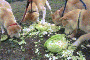 【犬GIFスレ】イヌ、キャベツが好きすぎる