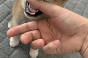 【画像多め】うちの柴の子犬が撫でようとすると甘噛みしてくる…思わず甘やかしてしまいそうな可愛さですwww