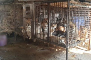 【極悪非道】韓国人「韓国の犬農場で行われている残虐な犬屠殺方法が明らかに‥」犬農場業者が動物虐待で摘発される　韓国の反応