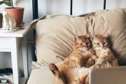 【ねこ画像】ベッドの上でチャトラがノートPC視聴中、あしゅら男爵なこねこ、こねこ集合！ ほか【再】