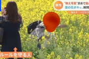 【画像】「映え写真」を撮る人ガチでヤバすぎる、立入禁止の花畑に侵入して踏み荒らし、看板を設置しても1日で破壊ｗ
