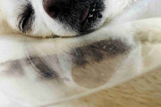 （写真）我がペットの寝顔（画像）