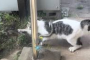 猫の狩猟本能が目の前で見れた！