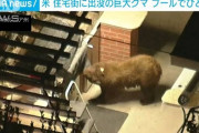 住宅街に巨大クマ出没…プールで泳ぐ姿も目撃
