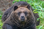【悲報】「友人がヒグマに襲われた」と通報、クマに引っ張られて姿が見えなくなる