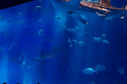 日本三大水族館「美ら海水族館」「海遊館」「」