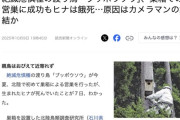 【悲報】絶滅危惧種の鳥のヒナが誕生→鳥マニアのカメラマンが集結しすぎて親が育児放棄、ヒナは餓死