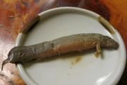 【画像】ふぅん、これがドジョウ料理か・・・