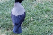トルコの公園で。優雅なツートンカラーの鳥を発見！鳩より大柄、胴体や翼は温かみあるグレー、頭と翼の先は黒。帰国後、調べてみると…驚愕の事実判明