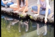 【動画】おい最後ｗｗｗじっと水面を見るピラルクーにちょっかいを出していた女性がｗｗｗ
