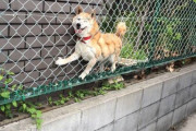 犬「おっ！狭い隙間あるやんけ！入ったろ！w」