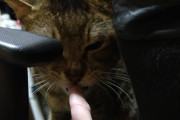 猫「指かがせて？」ワイ「はい」