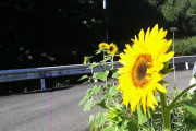 【画像あり】ヒマワリさいたやで！！！！！！！！！！