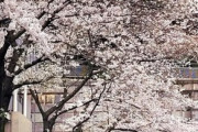 海外「桜の時期に東京に行ったら最高過ぎた！」桜と日本旅行に対する海外の反応