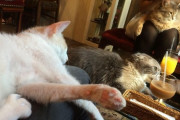 この猫カフェに行こうと思う。  膝に乗られて温もりを感じたい。【再】