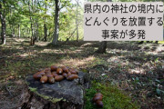 【恐怖】秋田県内の神社の境内にどんぐり放置する事案が多発