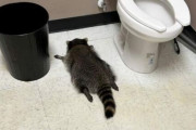 アライグマ、酔い潰れてトイレで眠る