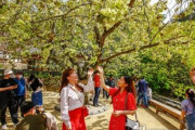 【韓国】 瑞山市、「青桜」団地を造成…全国で唯一、開心寺でしか見られない青桜の復元に成功