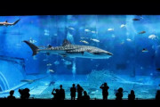 【超悲報】山形県の水族館さん、SNSで爆弾発言をしてしまう・・・・・