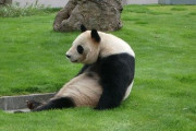 もうすぐ中国に帰るパンダだけど質問ある？