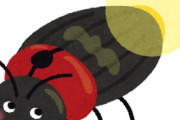 蛍とゴキブリって何が違うの！？