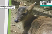 【朗報】茨城県、「キョン」を撮影すると2000円、捕獲で3万円の報奨金を出すと発表