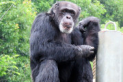 【悲報】チンパンジーさん、交尾できないまま44歳になってしまう