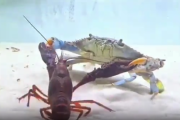 【動画】エビさんとカニさん、戦う🦐🆚🦀
