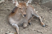 【画像】昨日誰かのスレ見て奈良公園きたんだが
