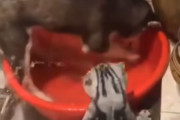 【動画】イッヌ「水あるやんけ！遊んだろ！」ネッコ「！！？」